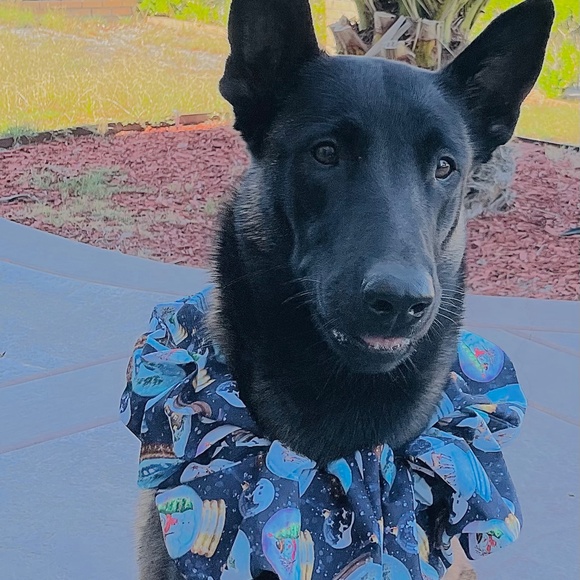 XL Dog Scrunchie ,Photoshoot, Hair Bow and Scrunchie! Match your Best Friend! - Picture 6 of 6